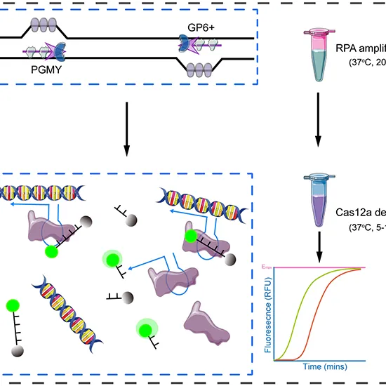 hpv (human papilloma virus) detection and genotyping qualitative pcr test